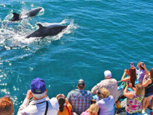 Dolphin watching Tour